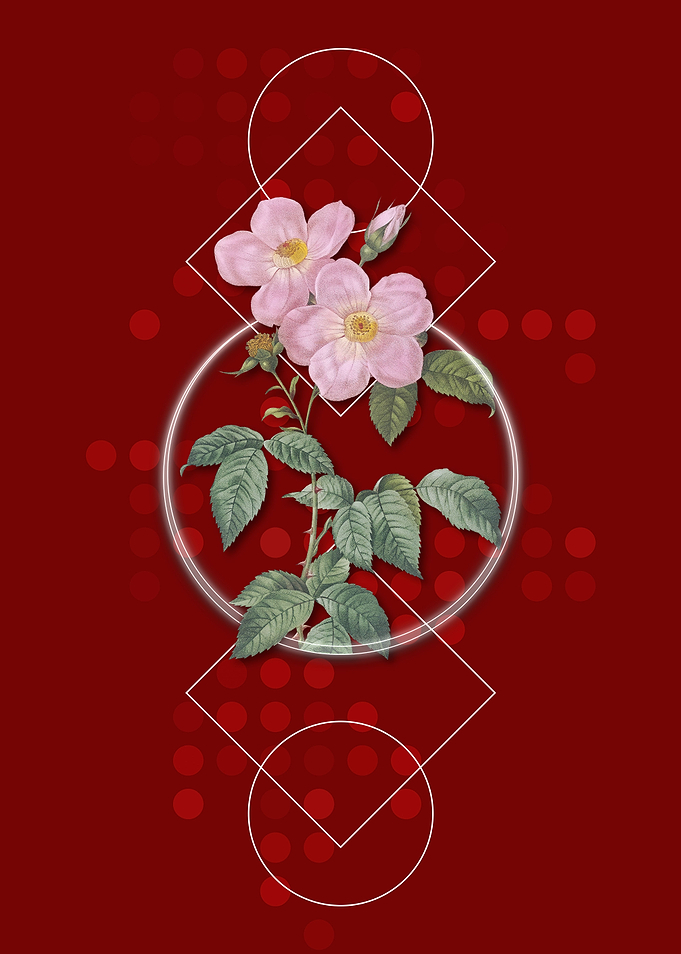 Tea Scented Roses Bloom