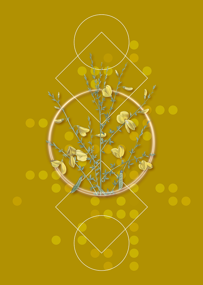 Yellow Broom Flowers