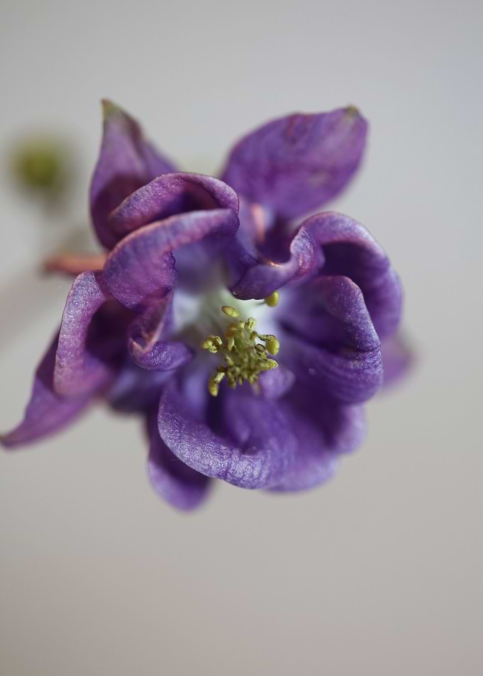 Aquilegia flower close up