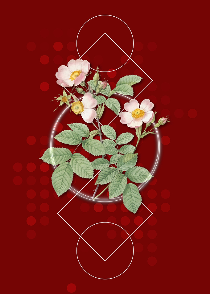 Short Styled Field Rose