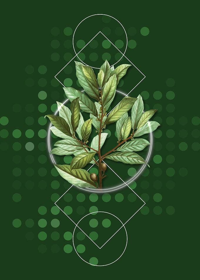 Geometric Bay Laurel Spice