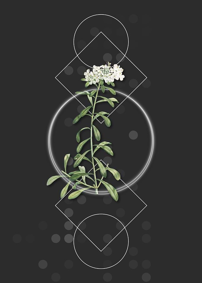 Vintage Small White Flower