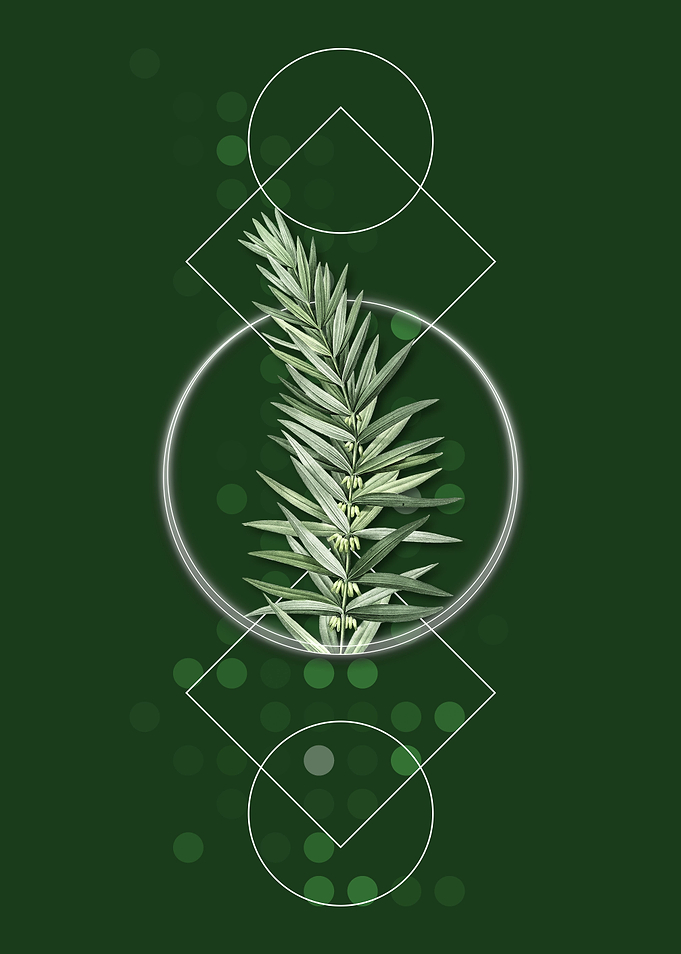 Whorled Solomons Seal