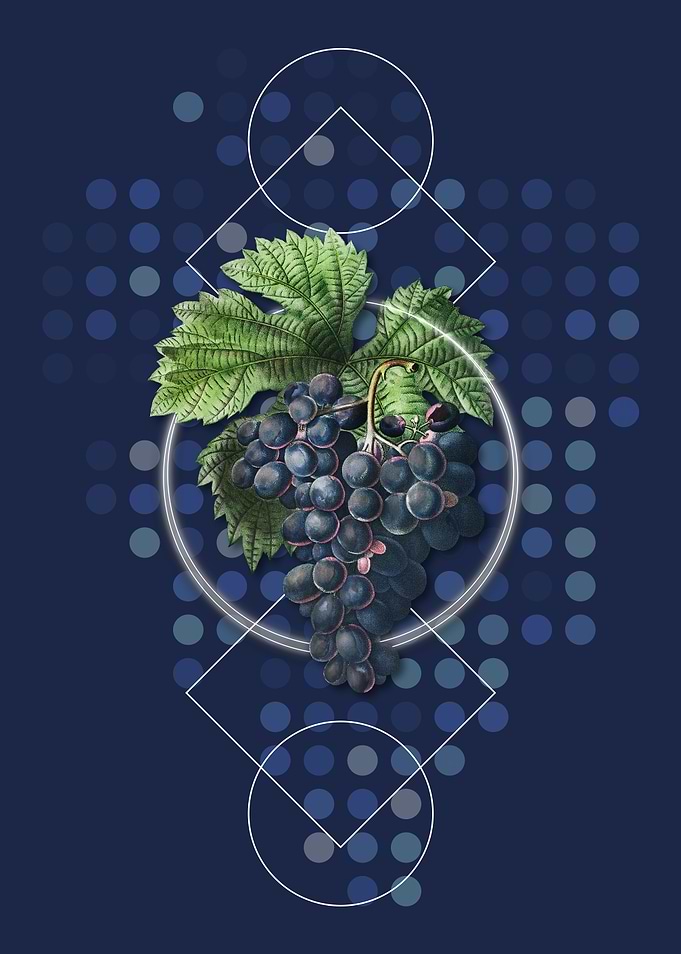 Vintage Grape Vine Fruit