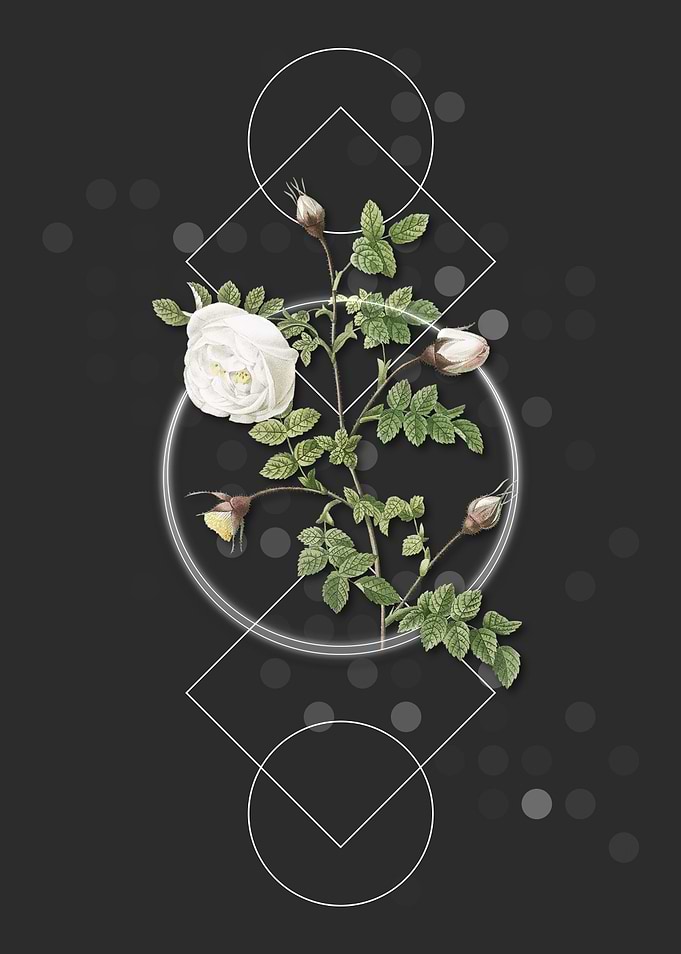Silver Flower Hispid Rose