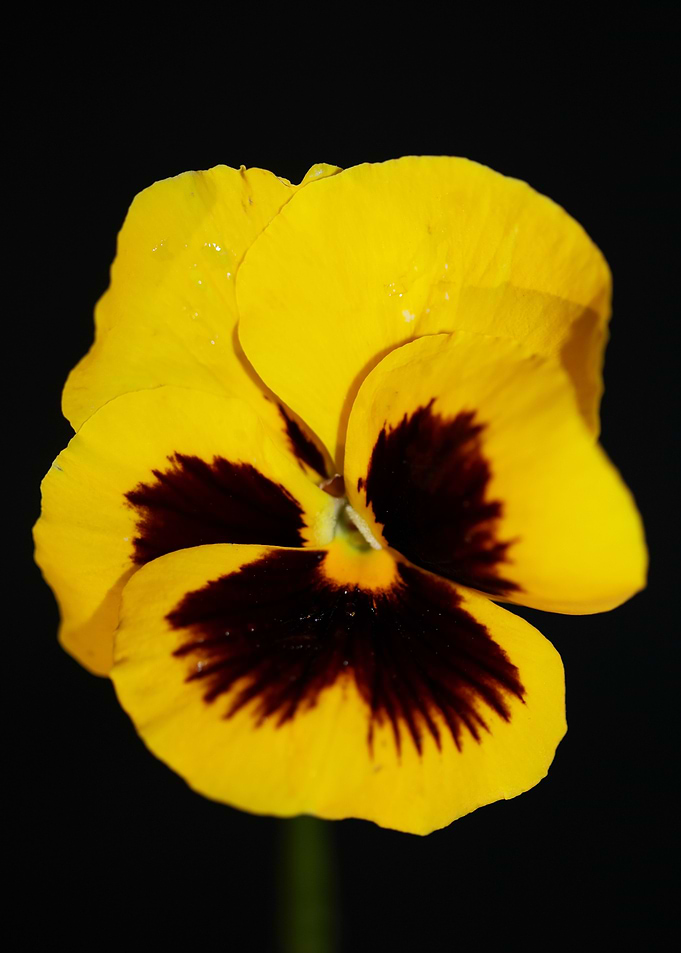 Viola flower blossoming