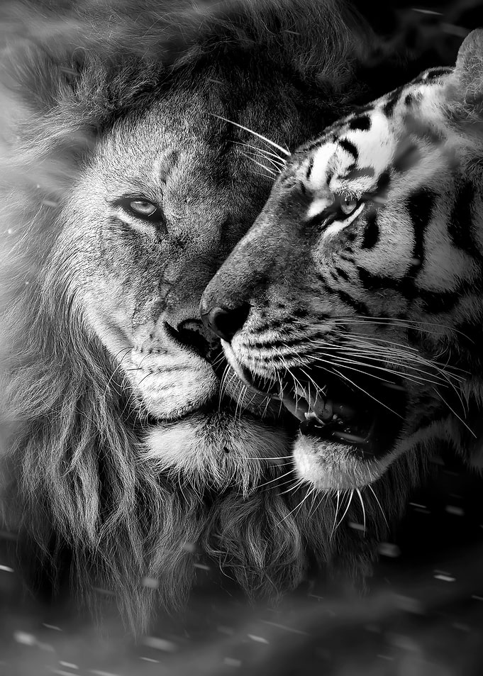 The SQUAD lion tiger faces