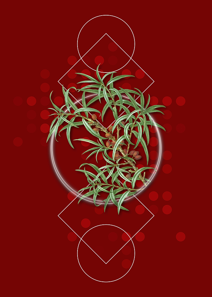 Retro Common Sea Buckthorn