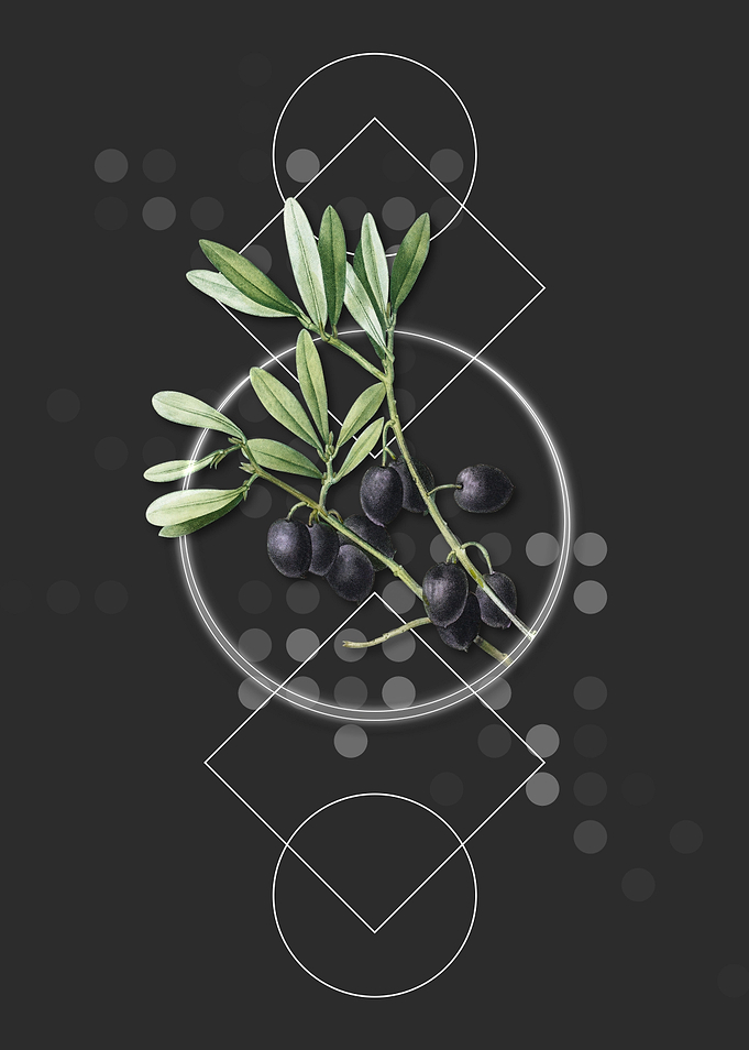 Vintage Olive Tree Branch