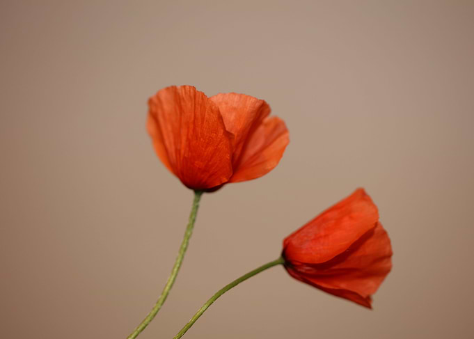 Papaver flower blossoming