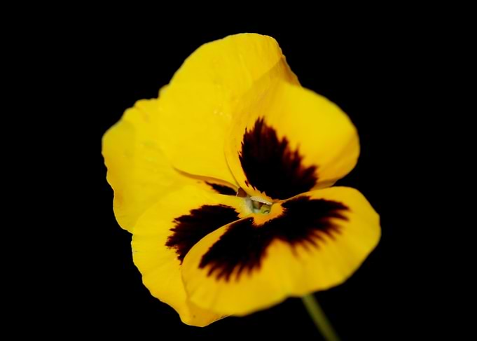 Yellow viola flower macro