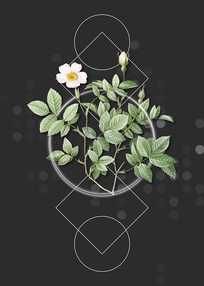 Vintage Rosebush Floral