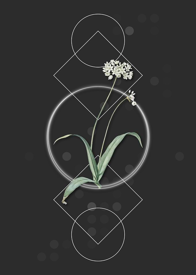 Vintage Spring Garlic