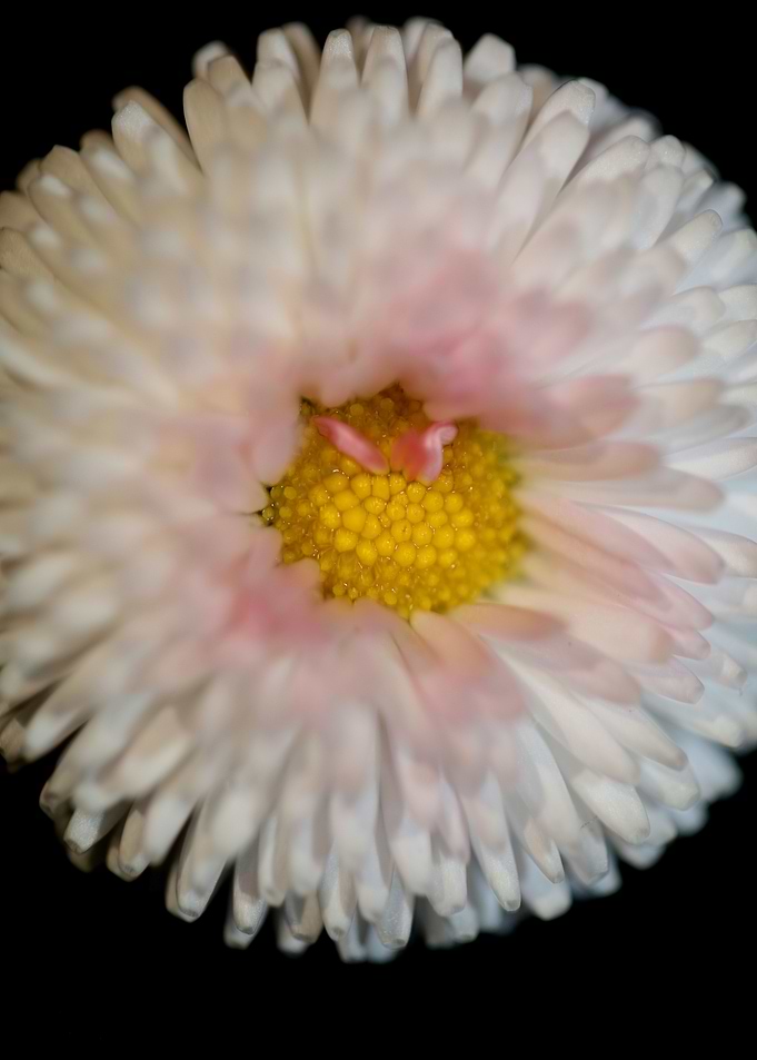 White flower bellis macro