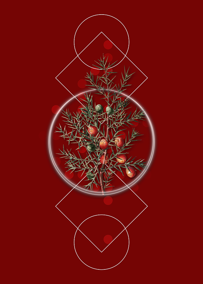Vintage Common Juniper