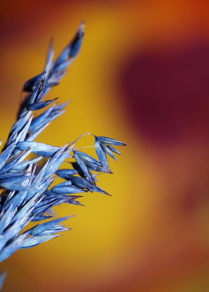 Wheat blue color close up