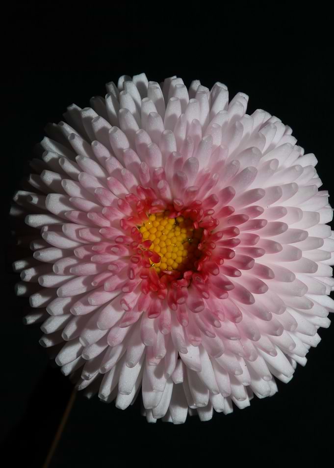 Bellis perennis flowering