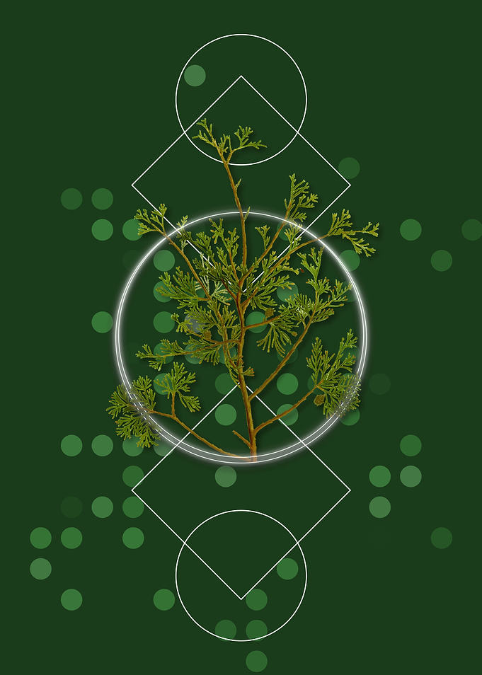 Atlantic White Cypress