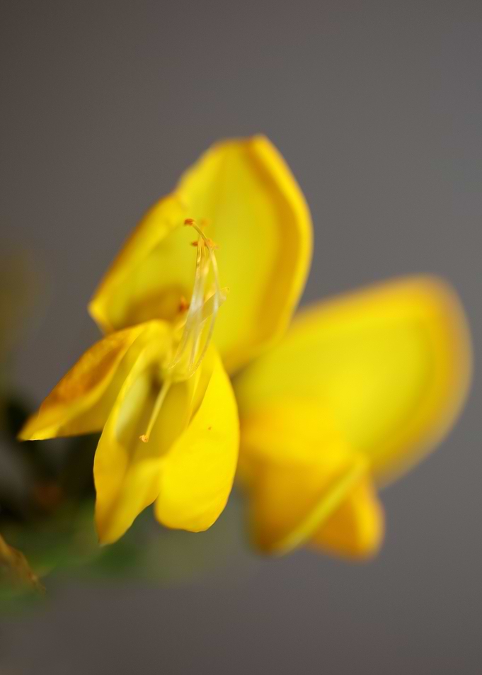 Spartium jenceum close up