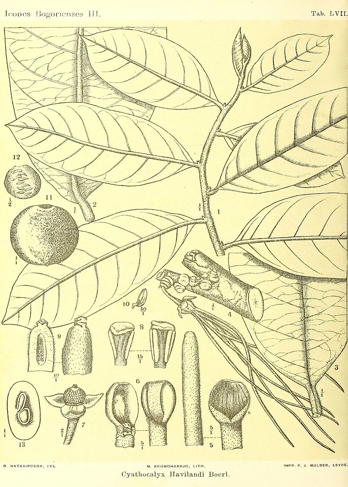 Cyathocalyx Havilandi