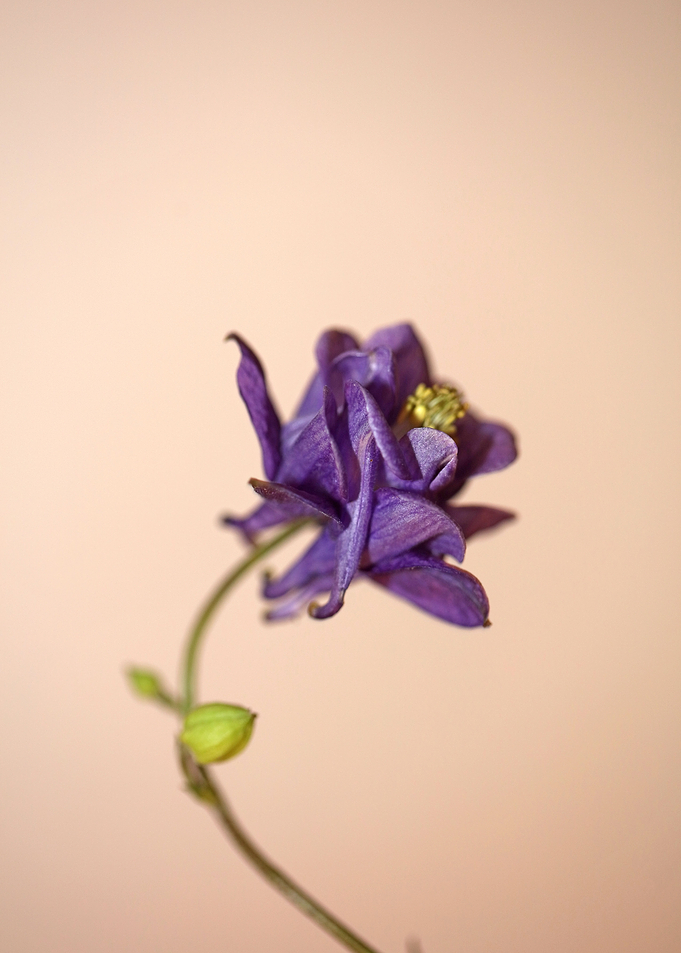 Aquilegia flower blossom