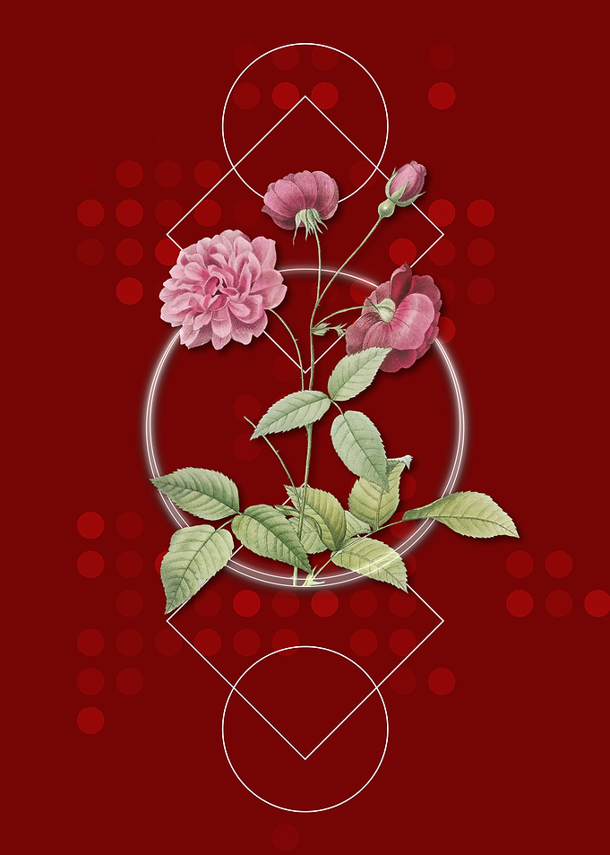 Blooming China Rose Flower