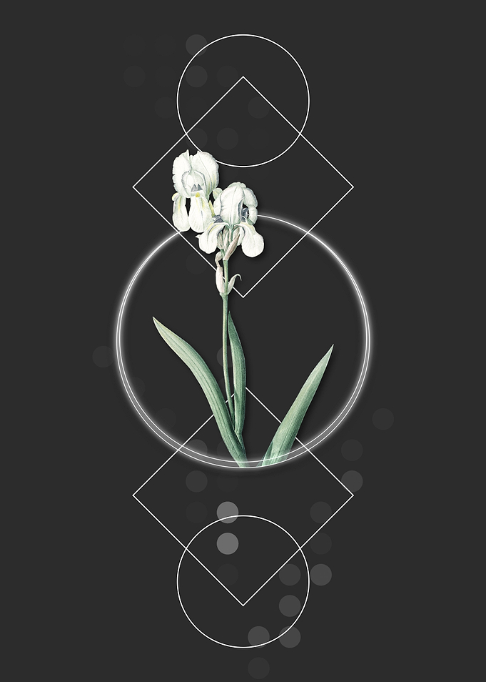 Vintage Tall Bearded Iris