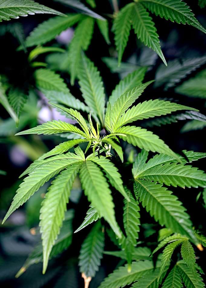 Cannabis indica background