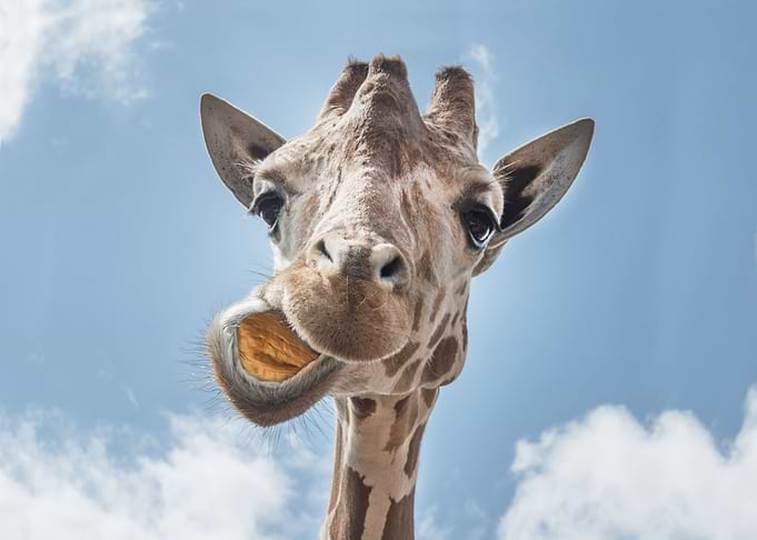 Giraffe Talk