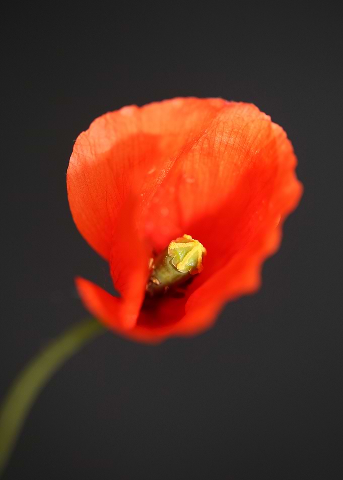 Red wild papaver flowering