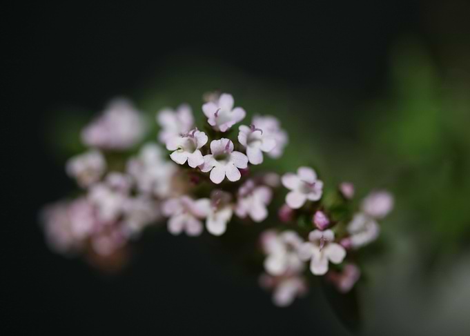 Thymus vulgaris flowering