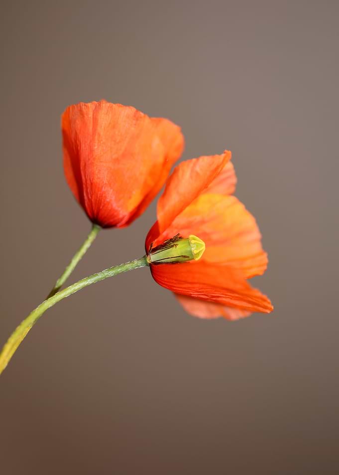 Papaver flower blossoming