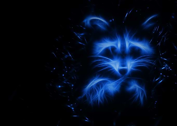 Raccoon