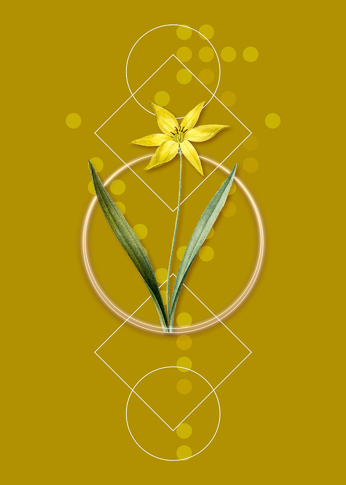 Vintage Tulipa Celsiana