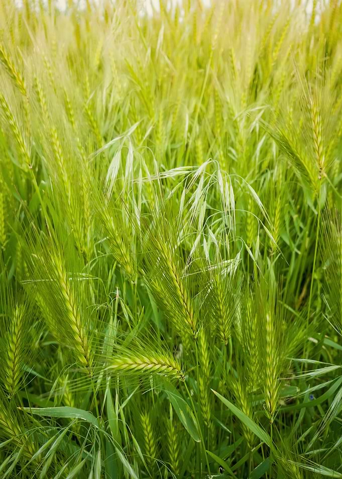 Blooming wild foxtail