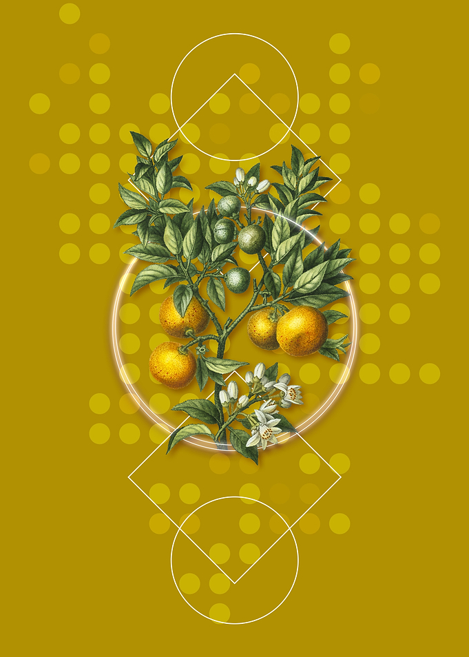 Geometric Bitter Orange