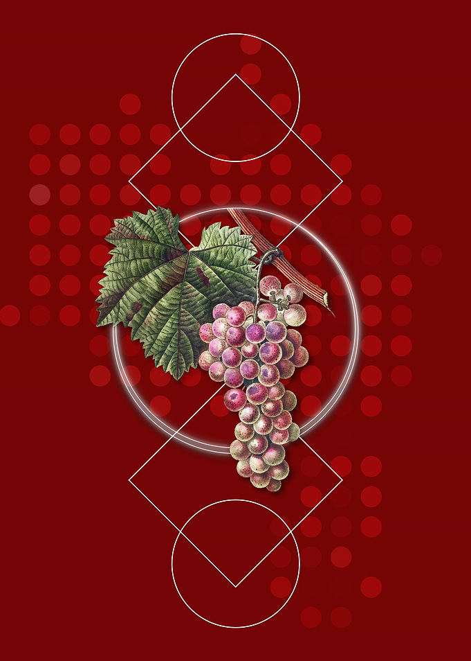 Vintage Grape Vine Fruit
