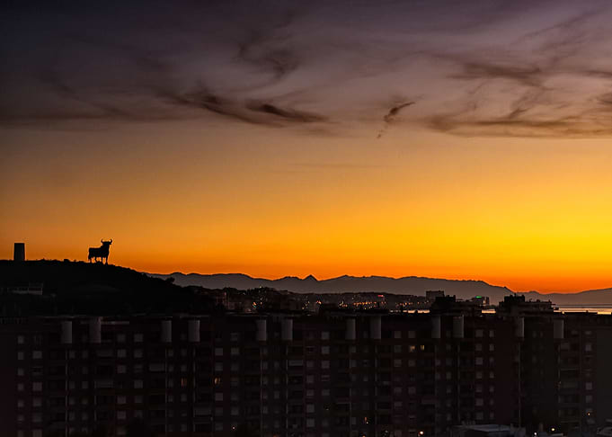 Bull And Sunset