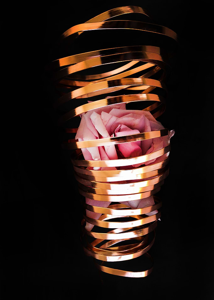 Pink rose