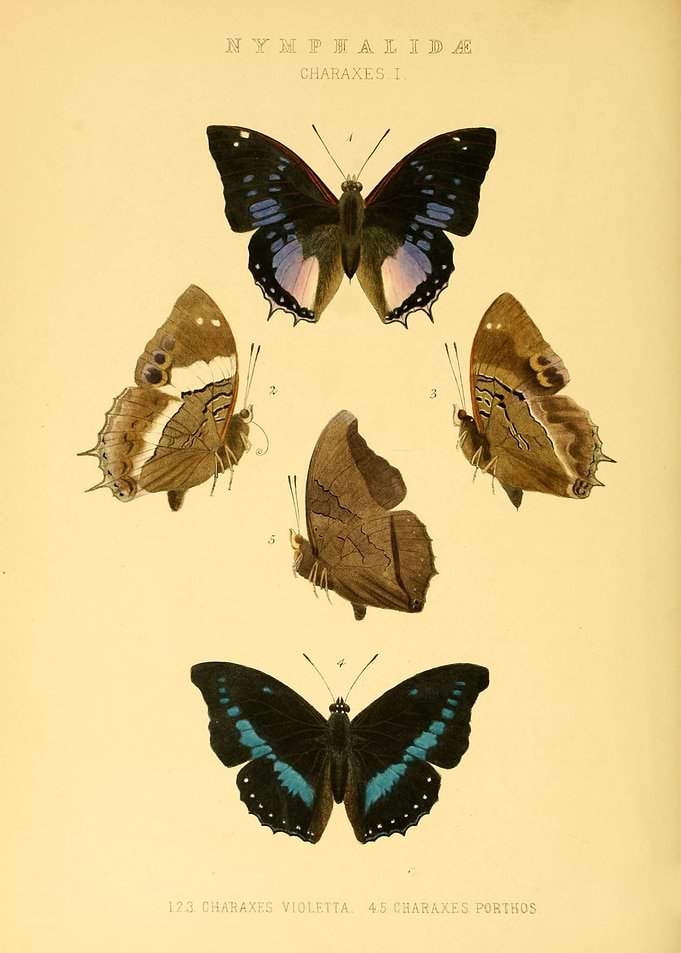 Butterfly Vintage