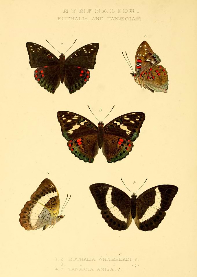 Butterfly Vintage