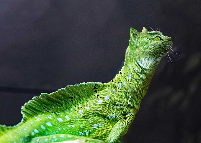 Basilisk Lizard Cat Head