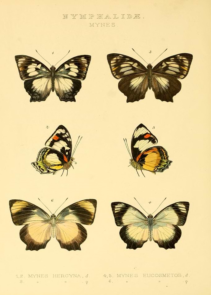 Butterfly Vintage