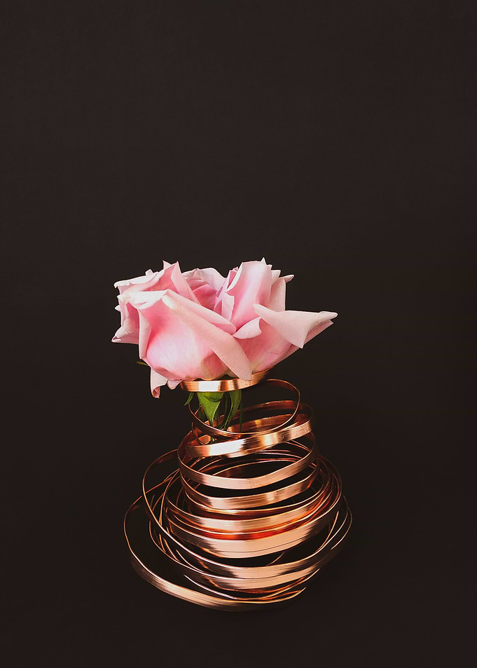 Pink rose
