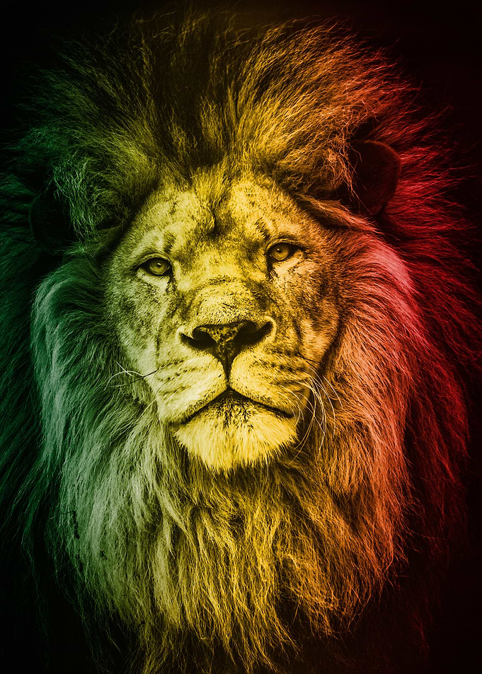 Rasta Lion