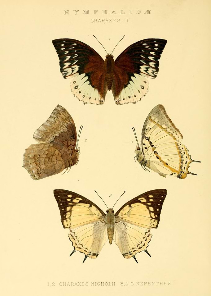 Butterfly Vintage