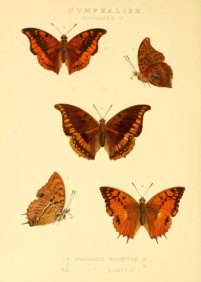 Butterfly Vintage