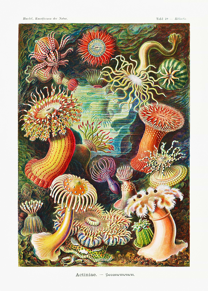 Ernst Haeckel Biology