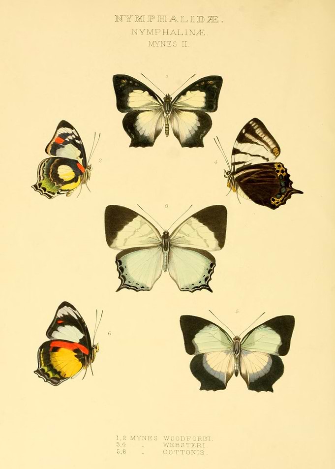 Butterfly Vintage