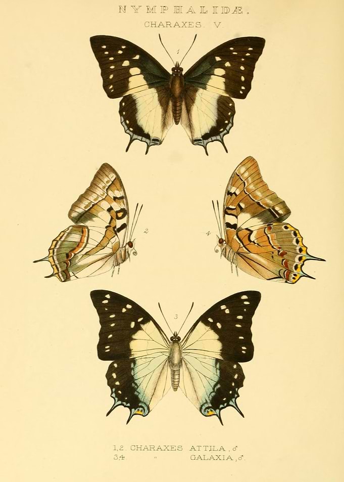 Butterfly Vintage